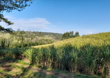 Este año habrá zafra cañera y comenzaría a fines de mayo