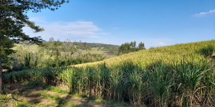 OBJETIVO. El IFAI generó un semillero dentro del predio del Ingenio Azucarero para abastecer a los productores con semillas saneadas y variedad certificada.