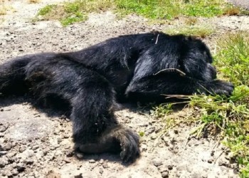 Mono carayá murió atropellado cerca de Itatí