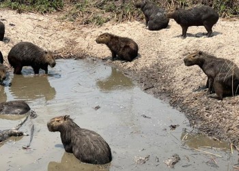 “A pesar del esfuerzo que se hace día y noche, el fuego continúa avanzando”