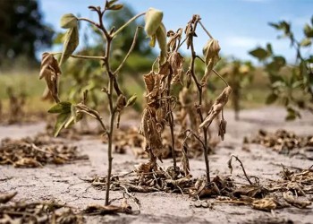 Semáforo agrario: economías regionales de Misiones en estado de crisis y advertencia