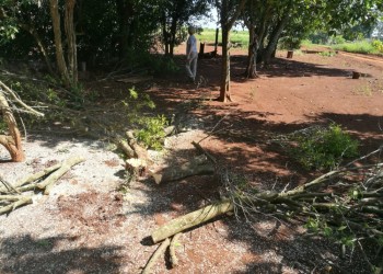 Erradicaron en Misiones plantas cítricas positivas al HLB