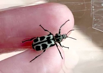 Alertan por la aparición de escarabajos “7 de oro”