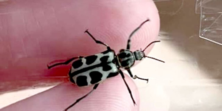 PROLIFERACIÓN. Las condiciones secas y temperaturas mayores a 15°.