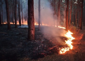 Incendio afectó hectáreas de pinos y malezas en San Ignacio
