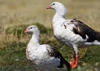 Argentina declara la emergencia sanitaria por la detección de gripe aviar