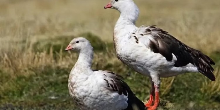 (Imagen ilustrativa)