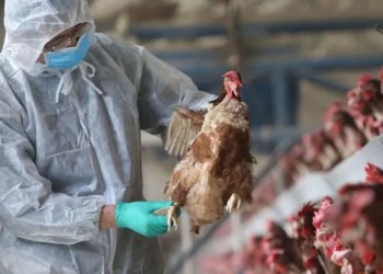 Crecen los casos de gripe aviar y se atribuye el brote a “aves migratorias”