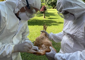 Establecen medidas sanitarias “extraordinarias” ante el avance de la gripe aviar