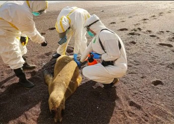 Perú registró la muerte de más de 700 lobos marinos por gripe aviar