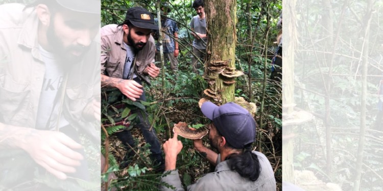 RIQUEZA. “Existen tres especies de hongos por cada especie de planta” /Gentileza: Ka'a Porã