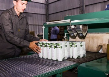 Nuevas inversiones para exportar té verde con apoyo de la Provincia