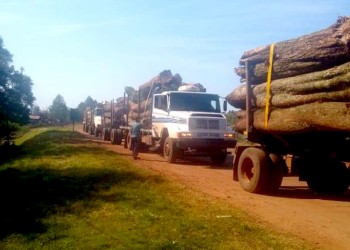 Bronca de aserraderos con Ecología por aumento de 1.100% de la Guía Forestal