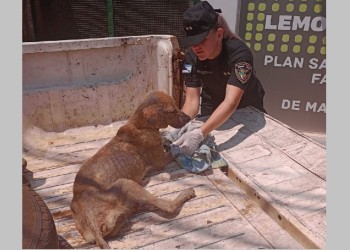Rescataron a un perro maltratado y a otra en muy mal estado