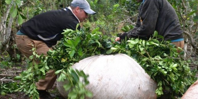 YERBATEROS. Los peones de esta actividad son los más numerosos de la provincia, entre los rubros del campo.