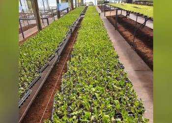 Producirán 130.000 mudas en Oberá