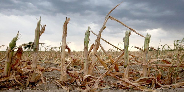 PROBLEMAS. Aseguran que si la sequía se profundiza, la caída sería la peor en 14 años en cuanto a merma de producción.