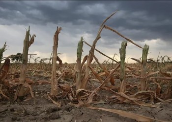Sequía: advierten que los precios no compensarán las pérdidas