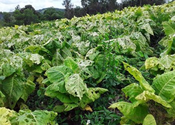 Declararon emergencia y desastre en nueve municipios por daños a causa del granizo
