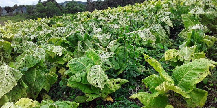PÉRDIDAS MILLONARIAS. Estimaron desde los gremios tabacaleros que se dañaron alrededor de 400 mil kilos de tabaco en la zona productora.