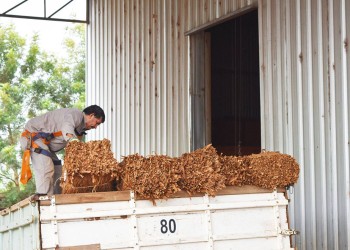 Los plantadores de tabaco preocupados por un “inminente colapso” en el sector