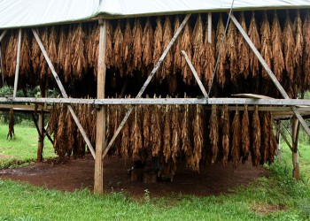 Los plantadores de tabaco preocupados por un “inminente colapso” en el sector