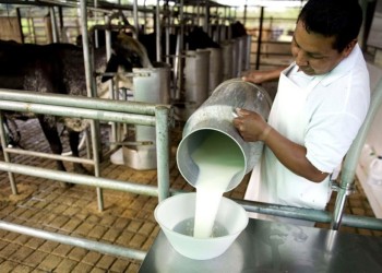 La producción de leche “no cubre lo que se necesitaría para esta época del año”