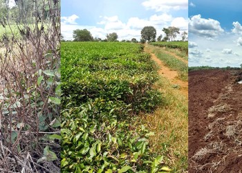 Un colono debe vender 81 kilos de brote de té para comprar uno de lomo