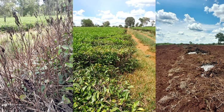 CRÍTICO. Teales que fueron abandonados, dejados a menos (sin fertilizar) y otros incendiados: el producto no deja ganancia.