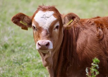 Gobierno brasileño confirmó que analiza un caso sospechoso de “vaca loca”