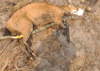 Triste: un ciervo murió a raíz de las quemaduras sufridas en los incendios en Corrientes