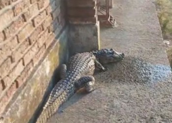 Un yacaré apareció en una escuela correntina durante primer día de clases