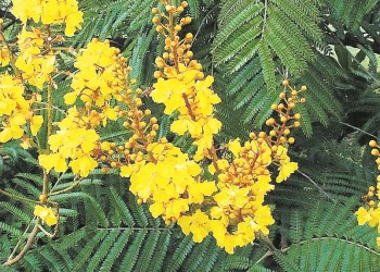 Ecosanación: Yvyra pytã, amarillo como el plexo solar