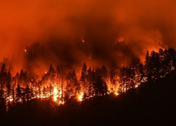 Cómo evitar incendios forestales y los daños ambientales que provocan