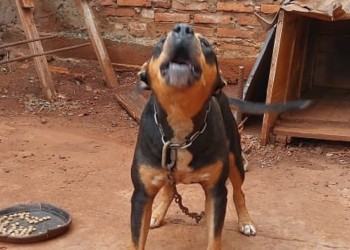 Denunció que el perro de su vecino mató a su mascota