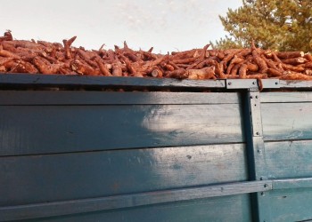 Comenzó el acopio de mandioca, pero no abastece la demanda