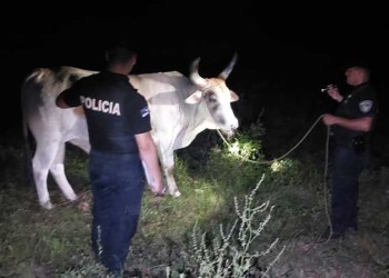 Evitan el robo de dos bueyes a una agricultora en Mojón Grande