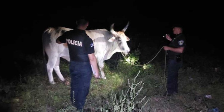 Bueye sustraído en San Javier