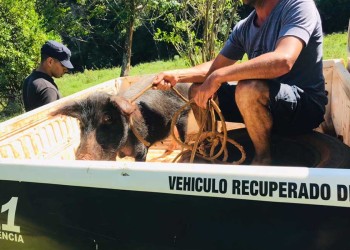 Robó un chancho a su vecino pero lo atraparon