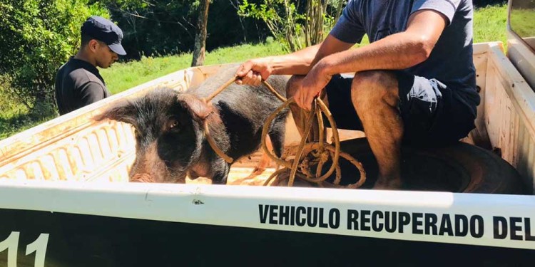 El animal robado por su vecino.