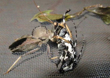 Yerba Mate: consejos para frenar los estragos del taladro