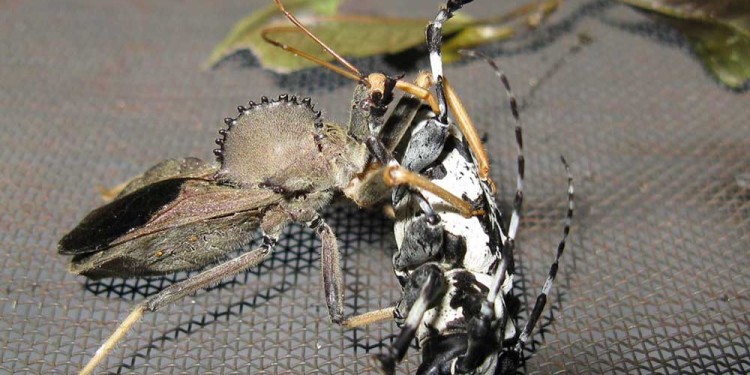 CONTROL BIOLÓGICO. La vinchuca marrón es la principal predadora del “kiritó”. Si se hace mal manejo, se la puede eliminar sin entender su valor dentro de la cadena del orden natural que el ambiente realiza por sí mismo.