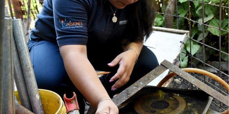 DENV-1. Es el de mayor circulación en el NEA, excepción de Formosa donde predomina el DENV-2.