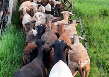 Fortalecen producción de ovinos y caprinos en el norte misionero