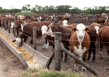 La Nación lanzó programa para producir más carne en feedlot