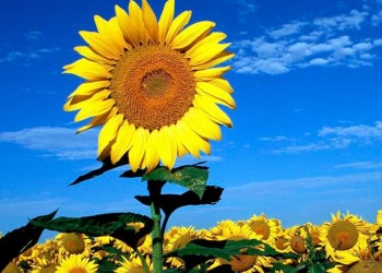 Aceiteras celebraron novedad que mejorará exportaciones de girasol
