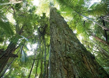 Los bosques, la solución natural al cambio climático