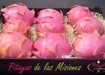 La fruta del dragón, cultivo que se destaca en Cerro Azul