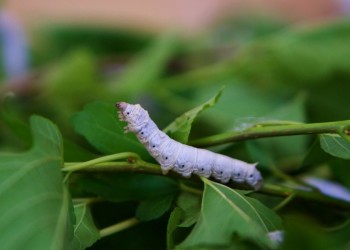 “La sericultura tiene mucho potencial en nuestra  provincia”