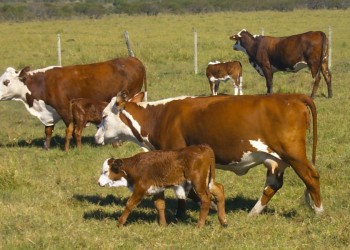 La sequía causará un duro golpe a la reproducción ganadera de la provincia